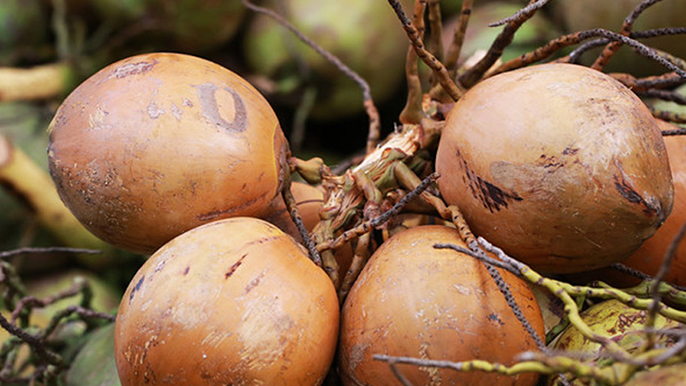 Mách bạn top 5 loại dừa ngon tại Bến Tre