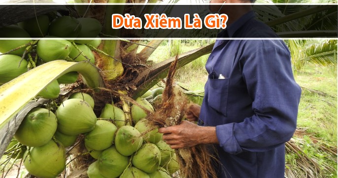 Dừa xiêm là gì? Cách phân biệt dừa xiêm xanh và dừa thường