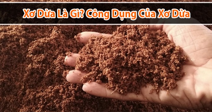 Xơ dừa là gì? Và công dụng của nó trong cuộc sống