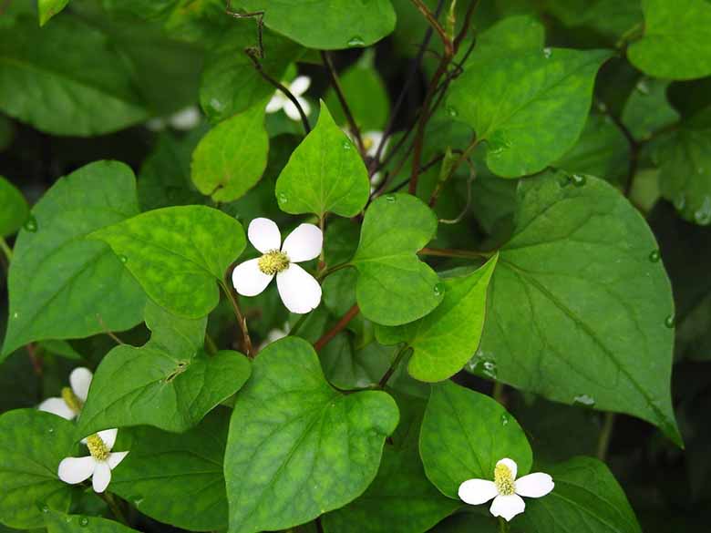 Giải đáp thắc mắc ăn rau diếp cá có tác dụng gì cùng chuyên gia