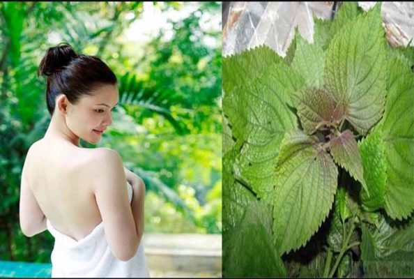 Bật mí việc tắm bằng nước lá tía tô có tác dụng gì?