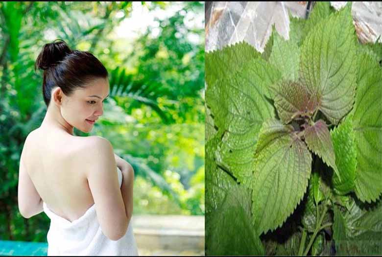 Bật mí việc tắm bằng nước lá tía tô có tác dụng gì?