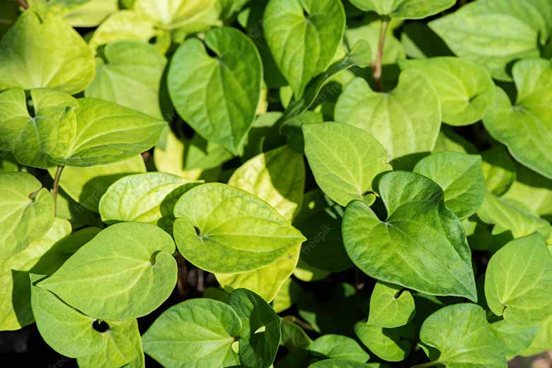 Giải đáp thắc mắc ăn rau diếp cá có tác dụng gì cùng chuyên gia