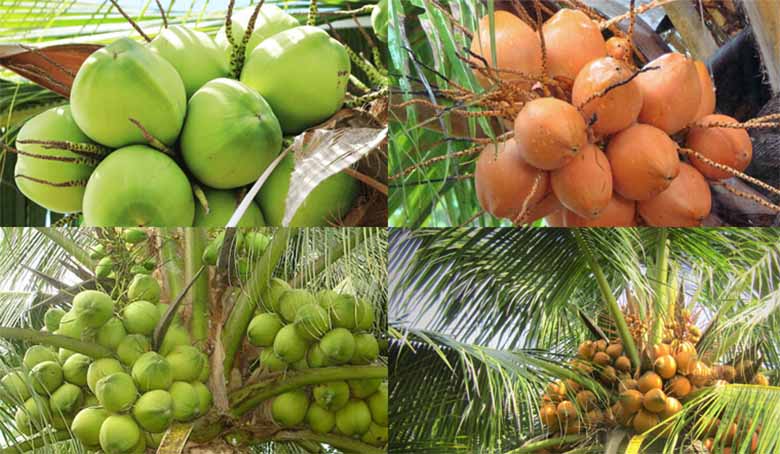 Vựa dừa hồng thắm ở Bến Tre