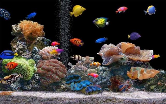 Mơ thấy cá đánh con gì? Giải mã điềm tốt xấu