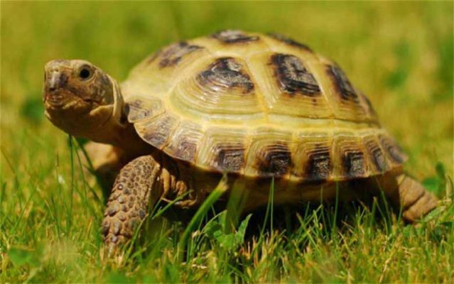 Mơ thấy rùa: Điềm báo tốt hay xấu? Con số nào đem lại tài lộc?