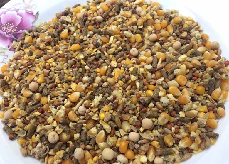 Gà đá ăn gì để khỏe mạnh và chiến đấu bền bỉ? 