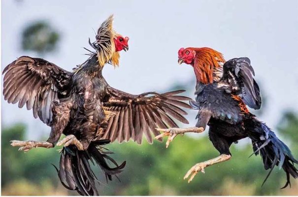 Có nên chơi đá gà không? Phân tích kỹ rủi ro và lợi ích