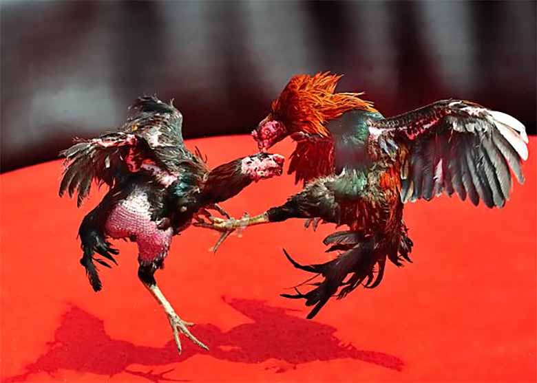 Có nên chơi đá gà không? Phân tích kỹ rủi ro và lợi ích
