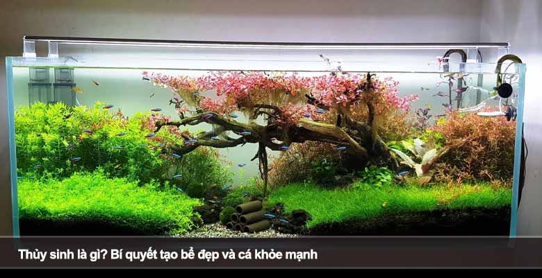 Thủy sinh là gì? Bí quyết tạo bể đẹp và cá khỏe mạnh
