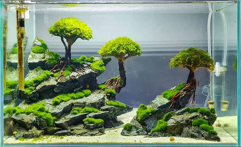 Thủy sinh là gì? Bí quyết tạo bể đẹp và cá khỏe mạnh
