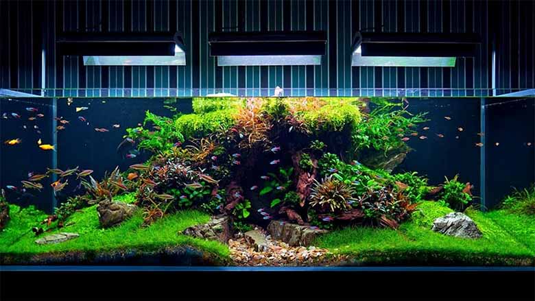 Thủy sinh là gì? Bí quyết tạo bể đẹp và cá khỏe mạnh
