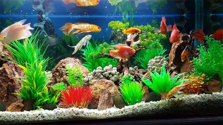 Thủy sinh là gì? Bí quyết tạo bể đẹp và cá khỏe mạnh
