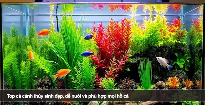Top cá cảnh thủy sinh đẹp, dễ nuôi và phù hợp mọi hồ cá