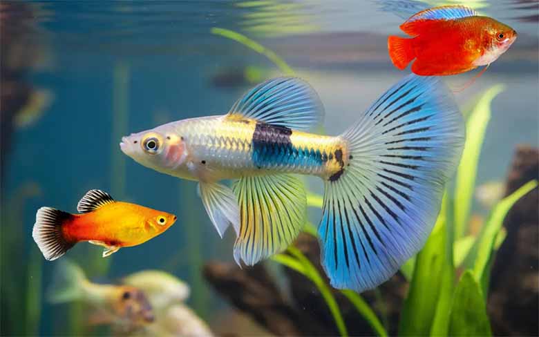 Top cá cảnh thủy sinh đẹp, dễ nuôi và phù hợp mọi hồ cá
