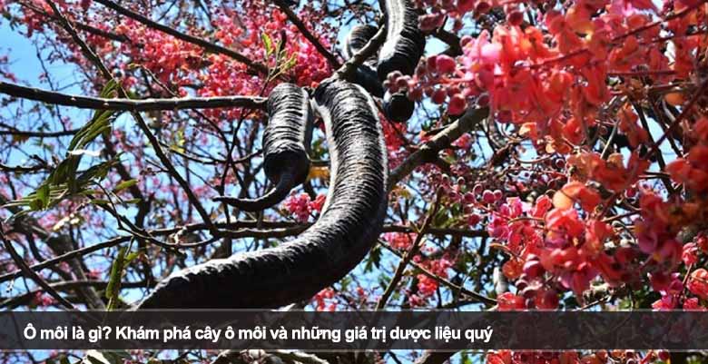 Ô môi là gì? Khám phá cây ô môi và những giá trị dược liệu quý 