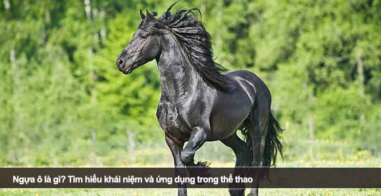 Ngựa ô là gì? Tìm hiểu khái niệm và ứng dụng trong thể thao