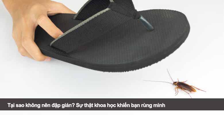 Tại sao không nên đập gián? Sự thật khoa học khiến bạn rùng mình