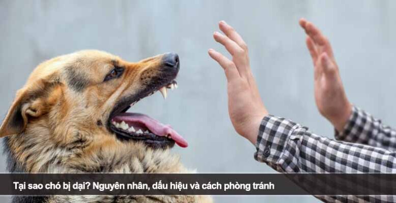 Tại sao chó bị dại? Nguyên nhân, dấu hiệu và cách phòng tránh