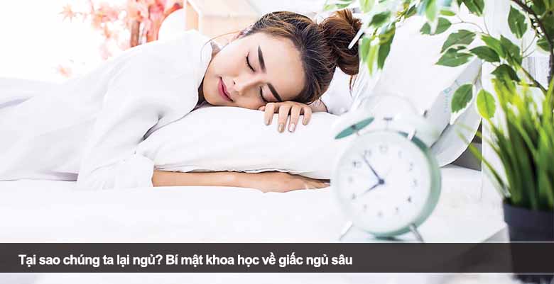 Tại sao chúng ta lại ngủ? Bí mật khoa học về giấc ngủ sâu 